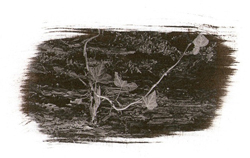 Lierre - Platine/palladium