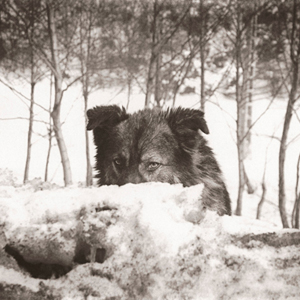 Romania : Transition