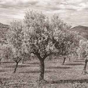 The Port Wine Route Book