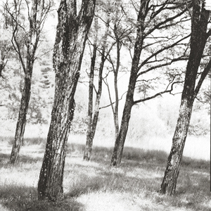 Talk to the trees #8, 2001