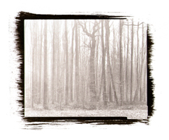 bois de vernier, 2000