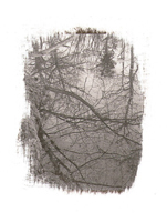 branches, 2000