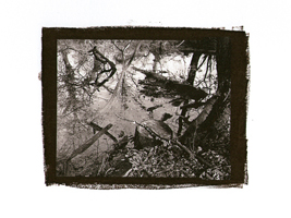 pond in the forest, 2000