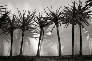 Coimbra, Cactus, 2008