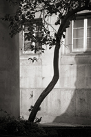 Pigeon under a tree, 2008