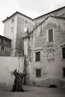 Arbre fantôme, 2008