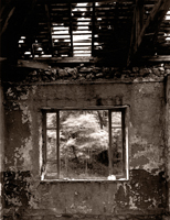 Arbre dans le vent, Jausiers-Tournoux, France, 2002