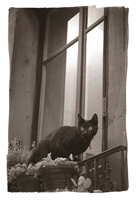 Chat noir, Genève, 2005
