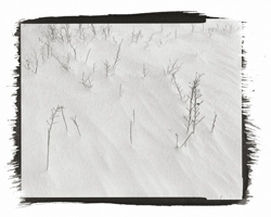 herbes et neige, 2001