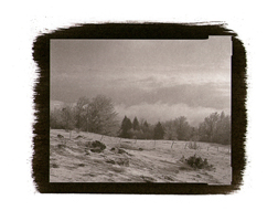 Arbres et neige ll, 2001