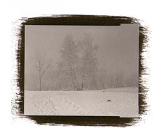 Arbres et neige, 2001