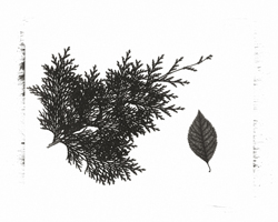 Still Lifes - Op. 1 #1