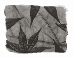 Still Lifes - Op. 1 #10