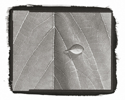 Still Lifes - Op. 1 #11