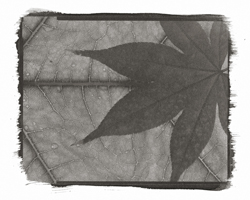 Still Lifes - Op. 1 #12