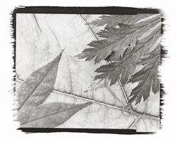 Still Lifes - Op. 1 #13