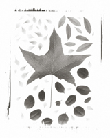 Still Lifes - Op. 1 #3