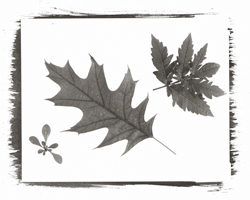 Still Lifes - Op. 1 #4