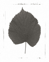 Still Lifes - Op. 1 #5