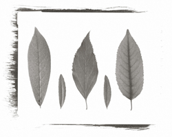 Still Lifes - Op. 1 #6