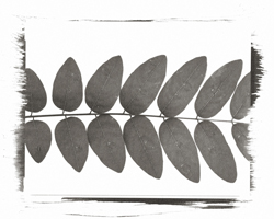 Still Lifes - Op. 1 #7