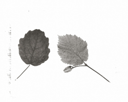 Still Lifes - Op. 1 #8