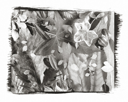 Still Lifes - Op. 1 #9