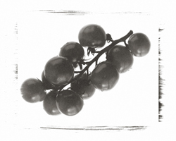 Still Lifes - Op. 2 #4