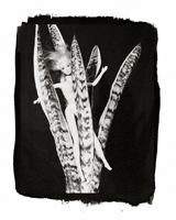 Still Lifes - Op. 4 #6