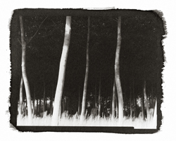 Talk to the trees #1, 2001