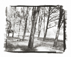 Talk to the trees #2, 2001