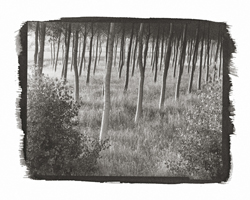 Talk to the trees #3, 2001