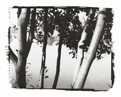 Talk to the trees #4, 2001