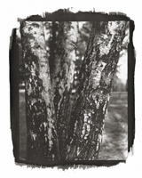 Talk to the trees #5, 2001