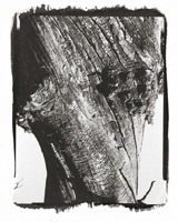 Talk to the trees #6, 2001