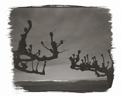 Talk to the trees #7, 2001