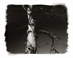 Talk to the trees #8, 2001