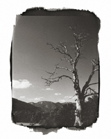 Talk to the trees #9, 2001