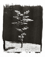 Talk to the trees #10, 2001