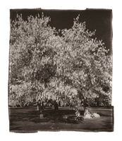 Arbre et tombe, Cimetière des Rois, Genève, 2004