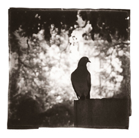 Pigeon, Cimetière des Rois, Genève, 2004