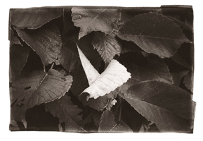 Feuilles, Cimetière des Rois, Genève, 2004