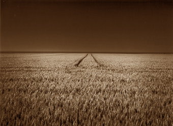 Champ de blé, Normandie, France - 2002