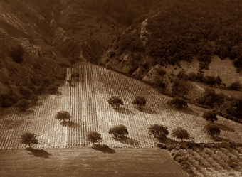 Oliviers, P.A.C.A., France - 2002