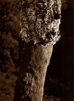 Bois-liège, Provence, France - 2002