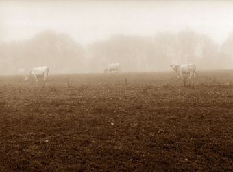 Vaches dans le brouillard, Bourgogne, France - 2002