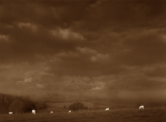Six vaches, Bourgogne, France - 2002