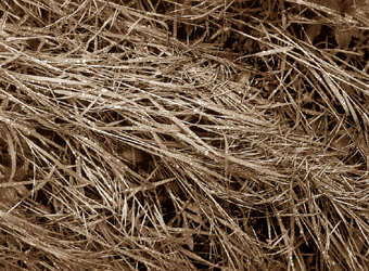 Herbe couchée, Pyrénées, France - 2003