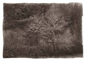 Musgo, Peneda-Gerês, 2008