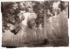 Eucalipto, Paços Ferreira, 2008